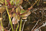 Piedmont false pimpernel